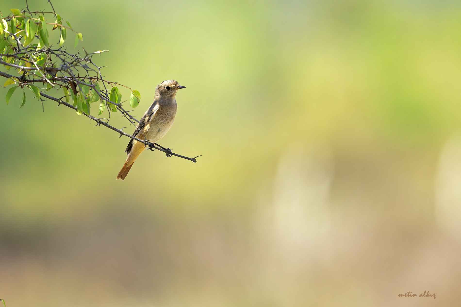 Common Redstart